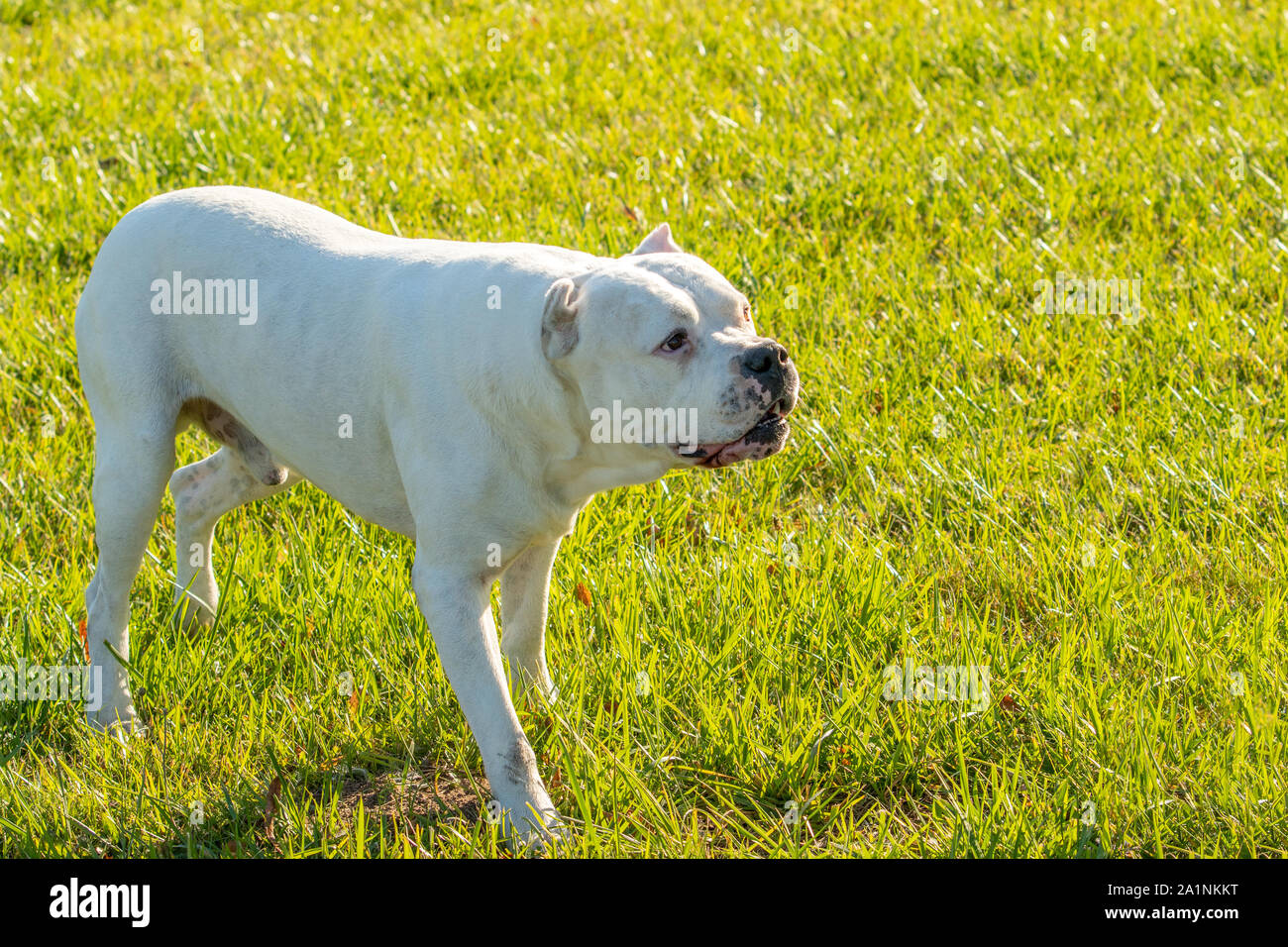 ●PIT BULL VICIOUS A 