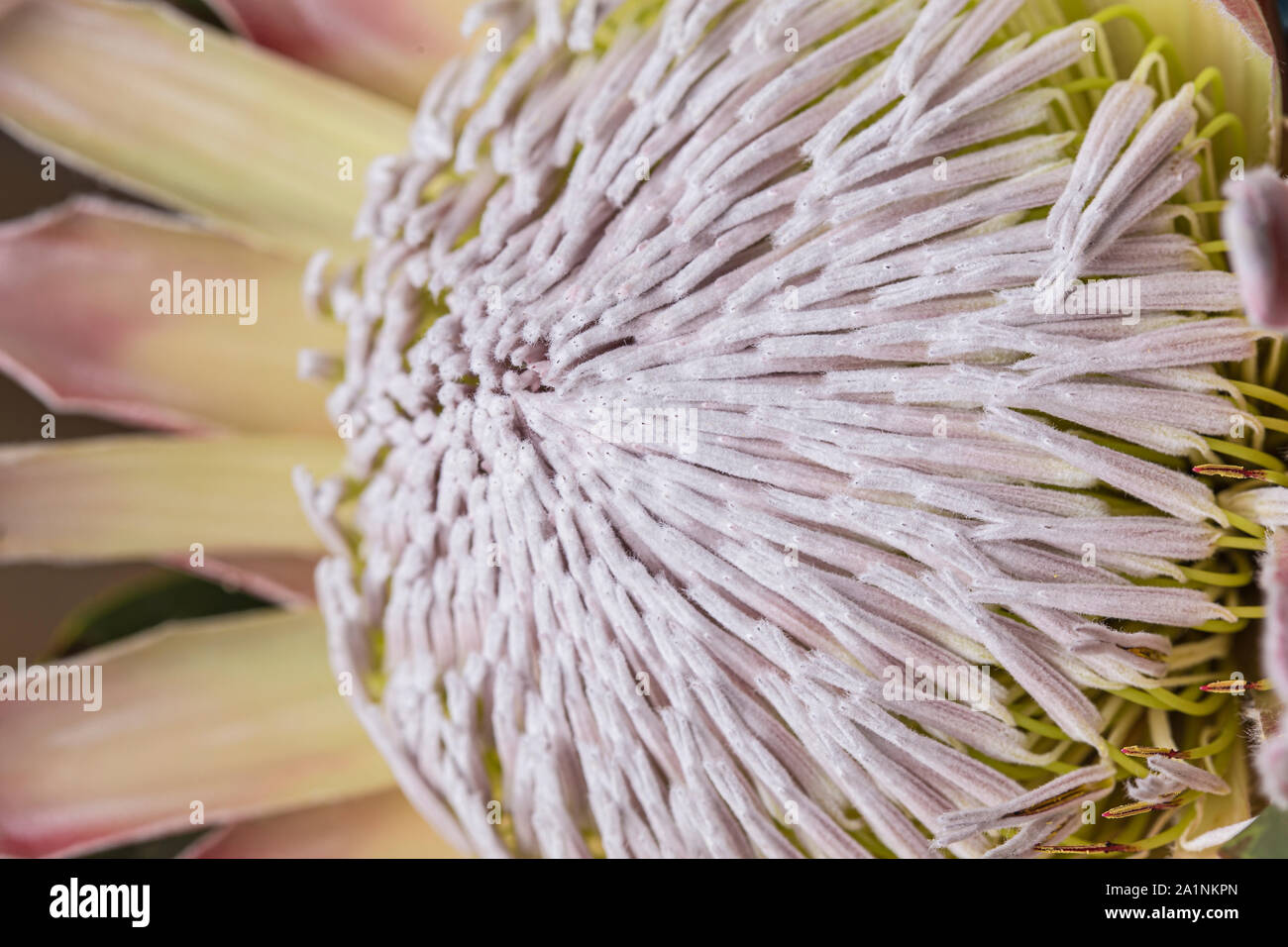 Many pistils on a King protea flower macro still Stock Photo