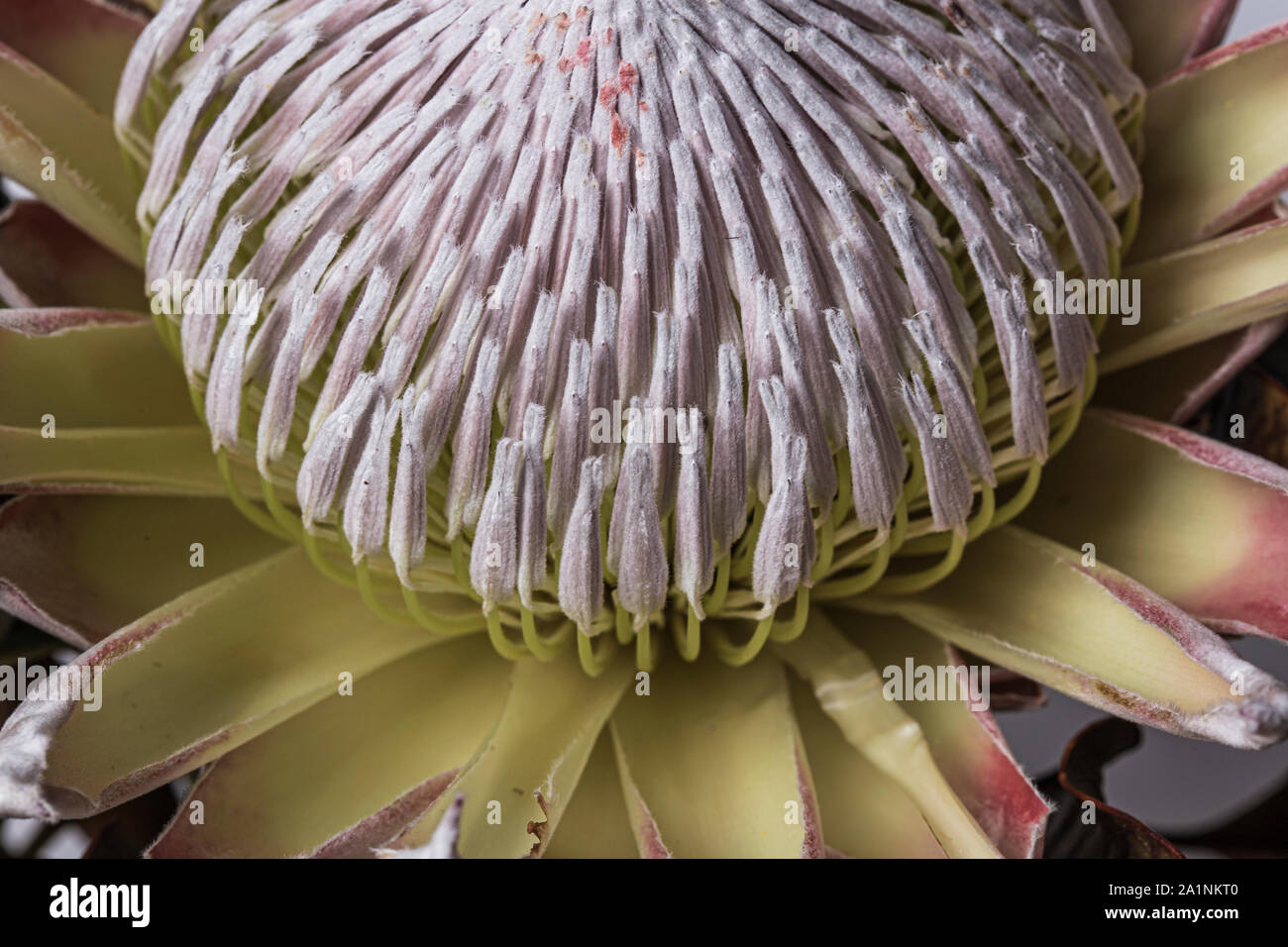Many pistils on a King protea flower macro still Stock Photo