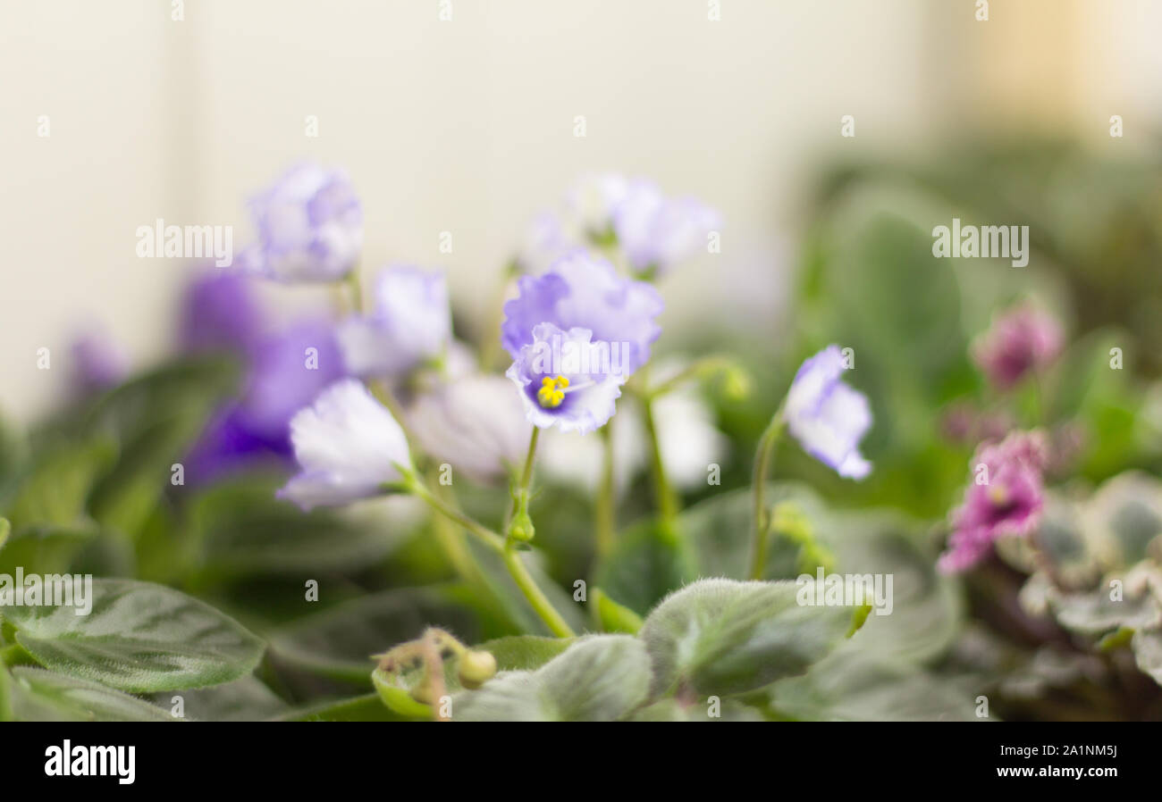 beautiful gently lilac violets during flowering Stock Photo