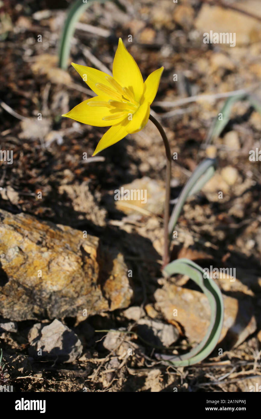 Tulipa sylvestris subsp. australis Stock Photo
