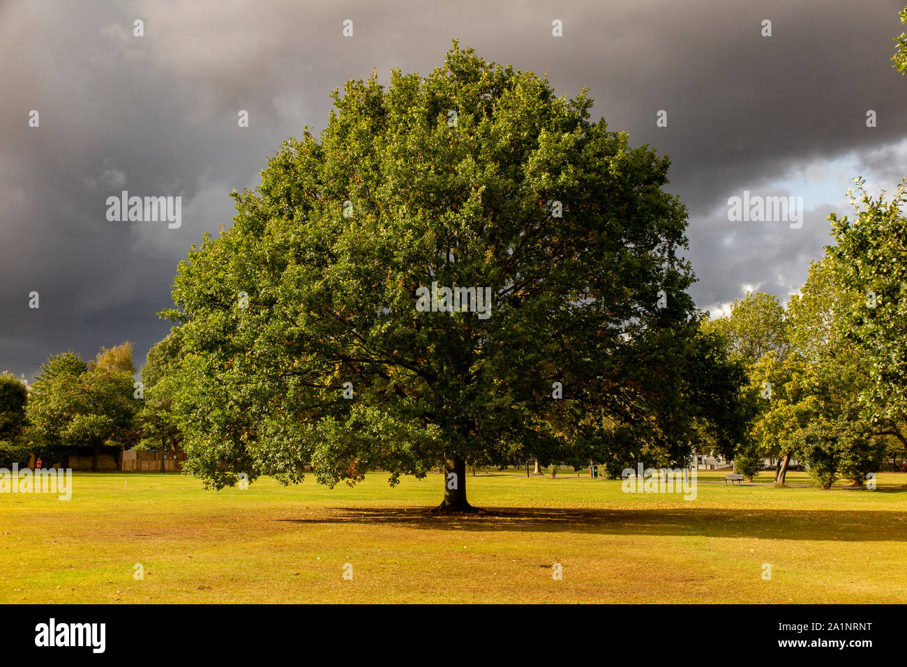 A lone oak tree under stormy skies in London Stock Photo - Alamy
