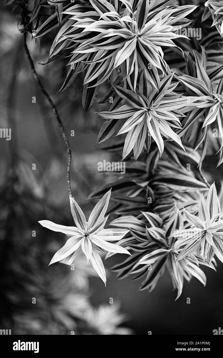 Structures of the leaf Black and White Stock Photos & Images - Alamy