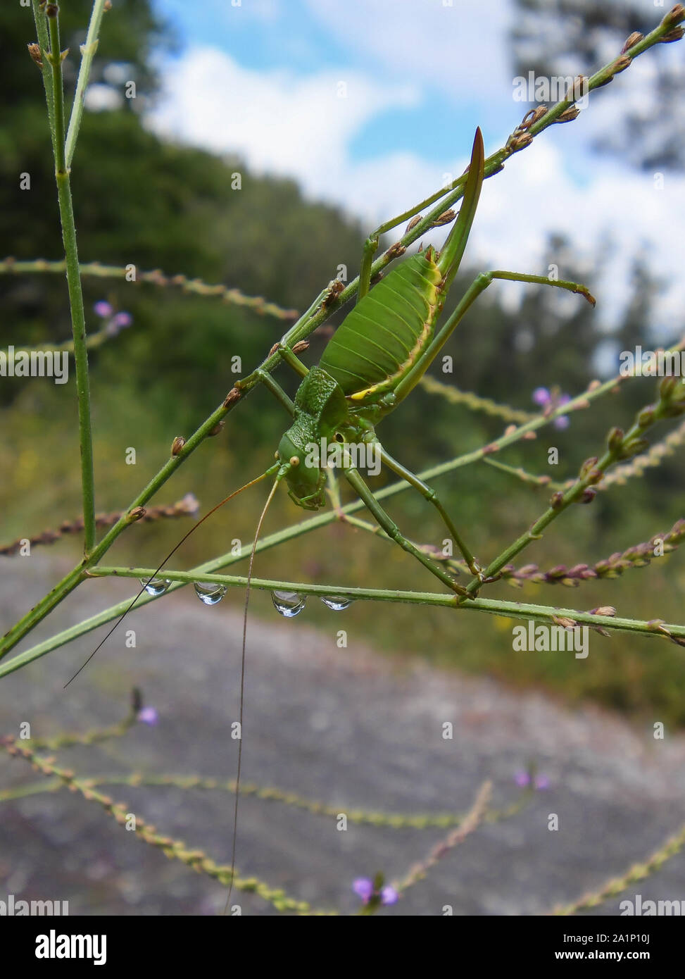 Close-up of a green grasshopper on a roadside plant Stock Photo