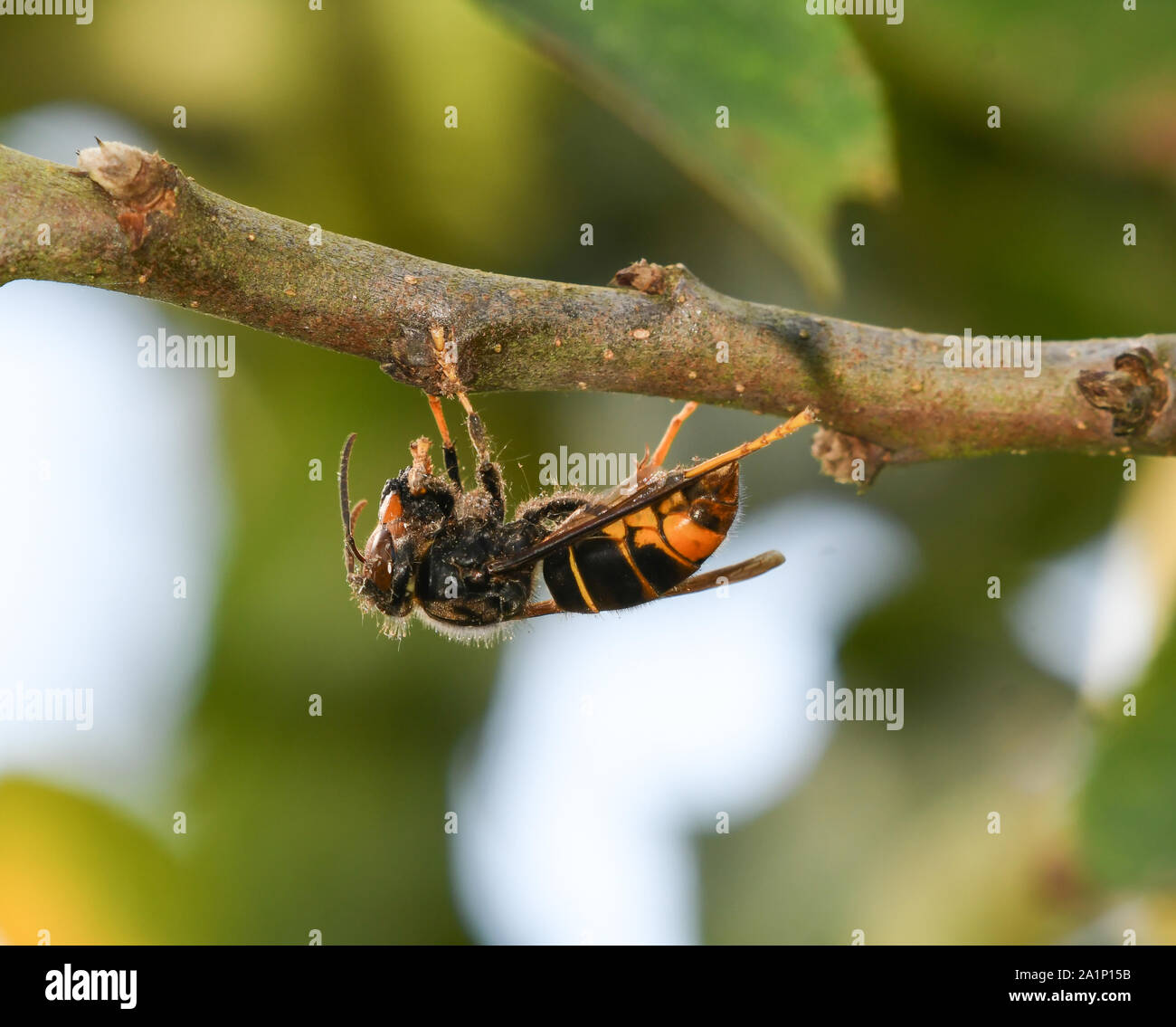 Asian wasp processing a prey Stock Photo
