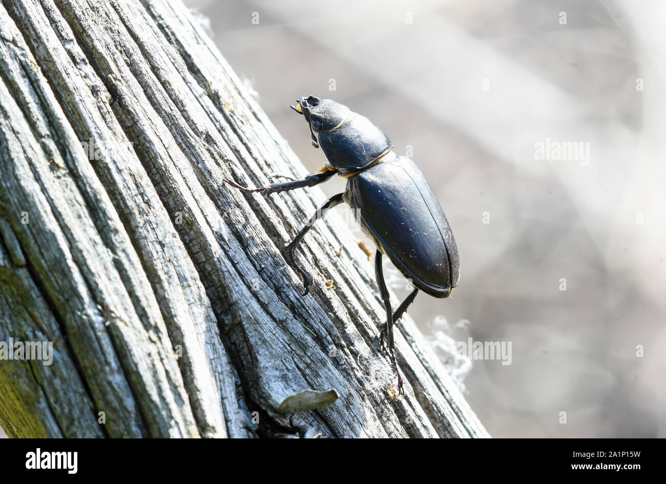 close-up of a female European stag beetle Stock Photo