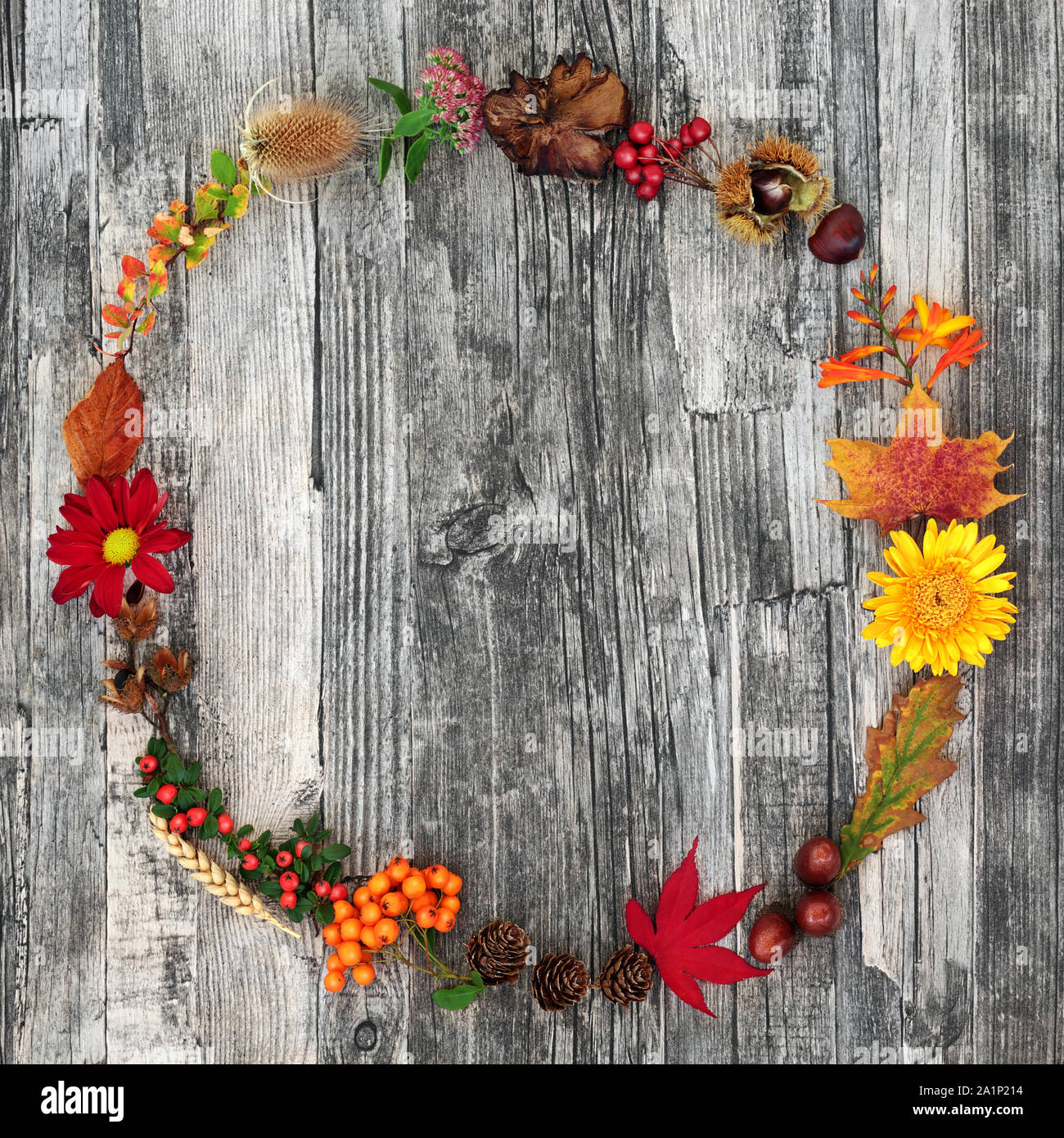 Autumn harvest wreath abstract composition with a variety of natural flora and food on rustic wood background. Harvest festival theme. Stock Photo