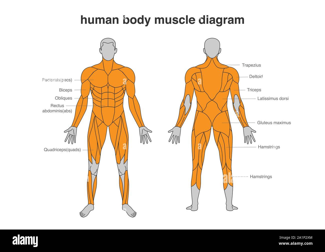 Human body Muscles Diagram in Full Length front and Back side. Stock Vector
