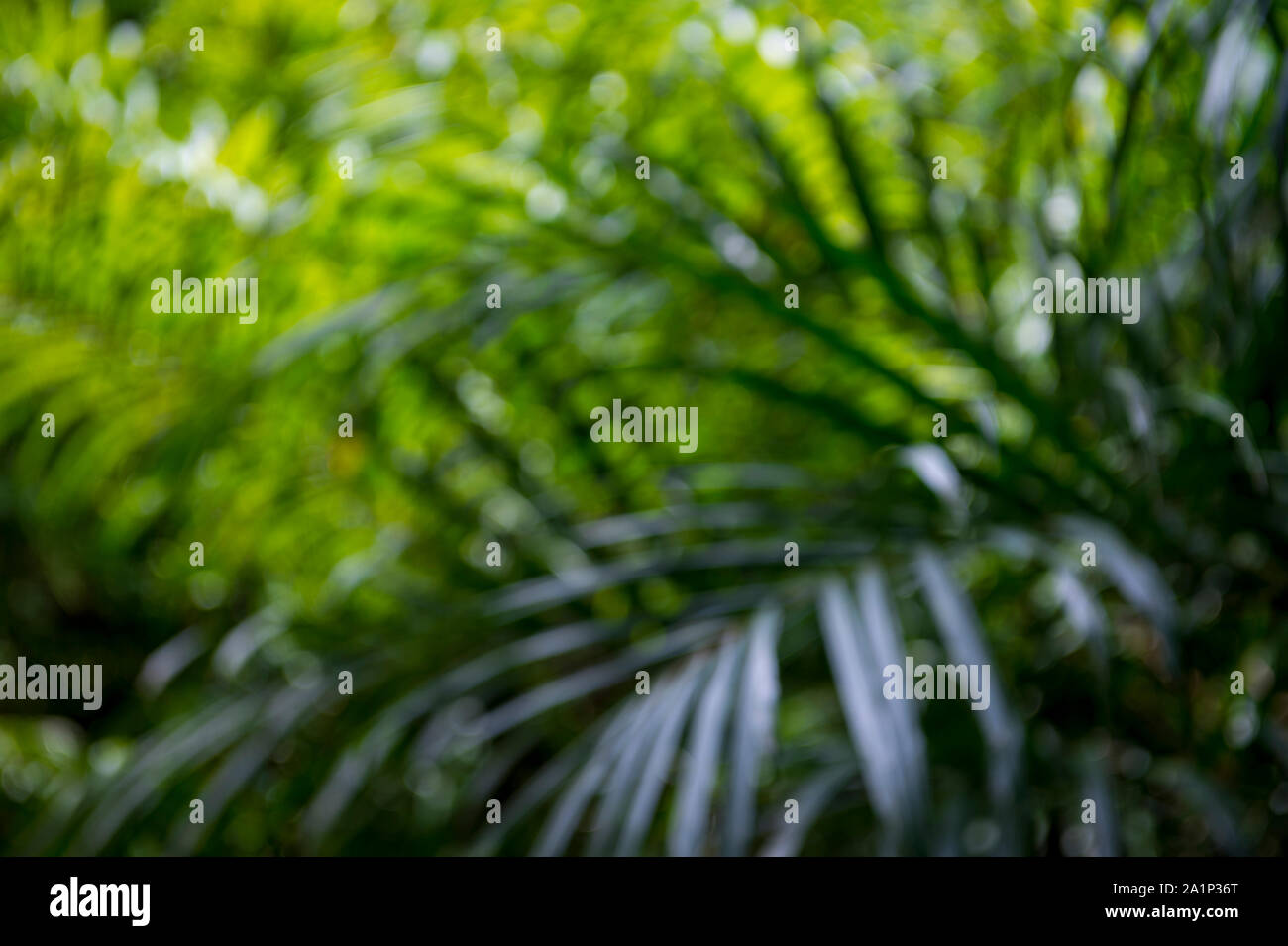 Lush green jungle scene hi-res stock photography and images - Alamy
