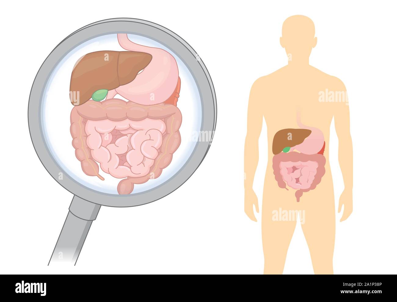 Looking internal organ about digestion of human with Magnifying glass. Stock Vector