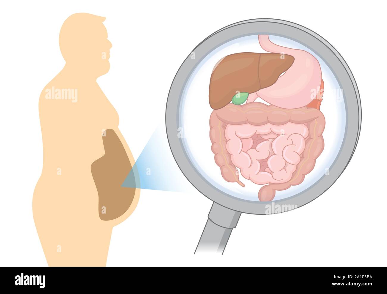 Zoom into internal organ about digestion of Fat man with Magnifying glass. Stock Vector
