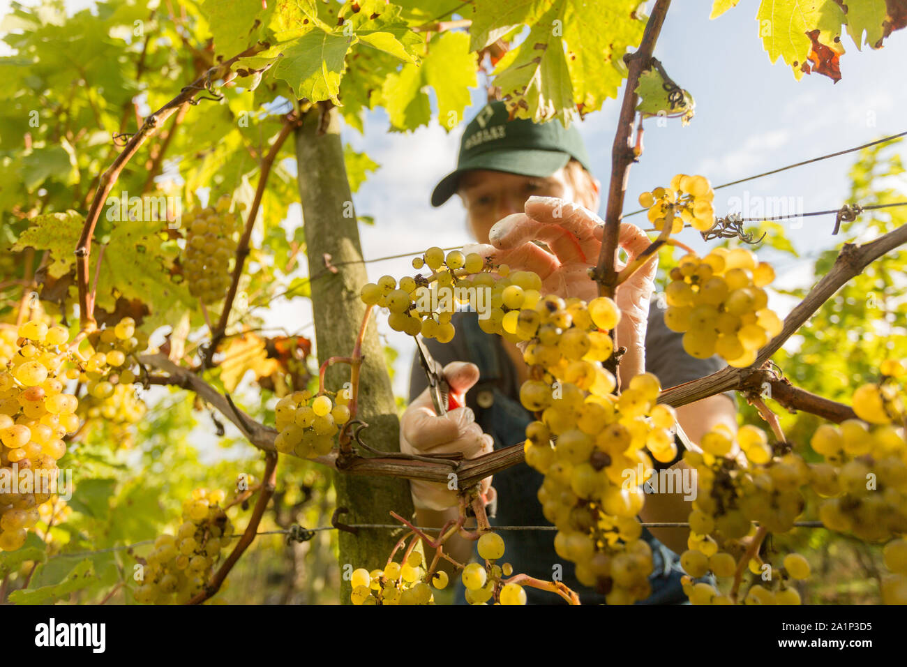 Astley, Worcestershire, UK. 28th September 2019. Volunteers begin the annual grape harvest at Astley Vineyard near Stourport-on-Severn, Worcestershire. One of Britain's oldest and most northerly vineyards, the family-run Astley Vineyard was established in 1971 and is a single estate. Its estate bottling plant is expected to produce around 10,000 bottles. Volunteer Daisy Haywood is currently picking the Madeleine Angevine - an almost UK exclusive grape variety. Peter Lopeman/Alamy Live News Stock Photo