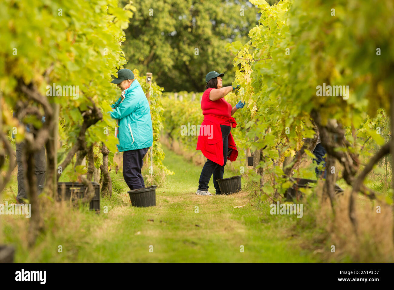 Astley, Worcestershire, UK. 28th September 2019. Volunteers begin the annual grape harvest at Astley Vineyard near Stourport-on-Severn, Worcestershire. One of Britain's oldest and most northerly vineyards, the family-run Astley Vineyard was established in 1971 and is a single estate. Its estate bottling plant is expected to produce around 10,000 bottles. The volunteers are currently picking the Madeleine Angevine - an almost UK exclusive grape variety. Peter Lopeman/Alamy Live News Stock Photo