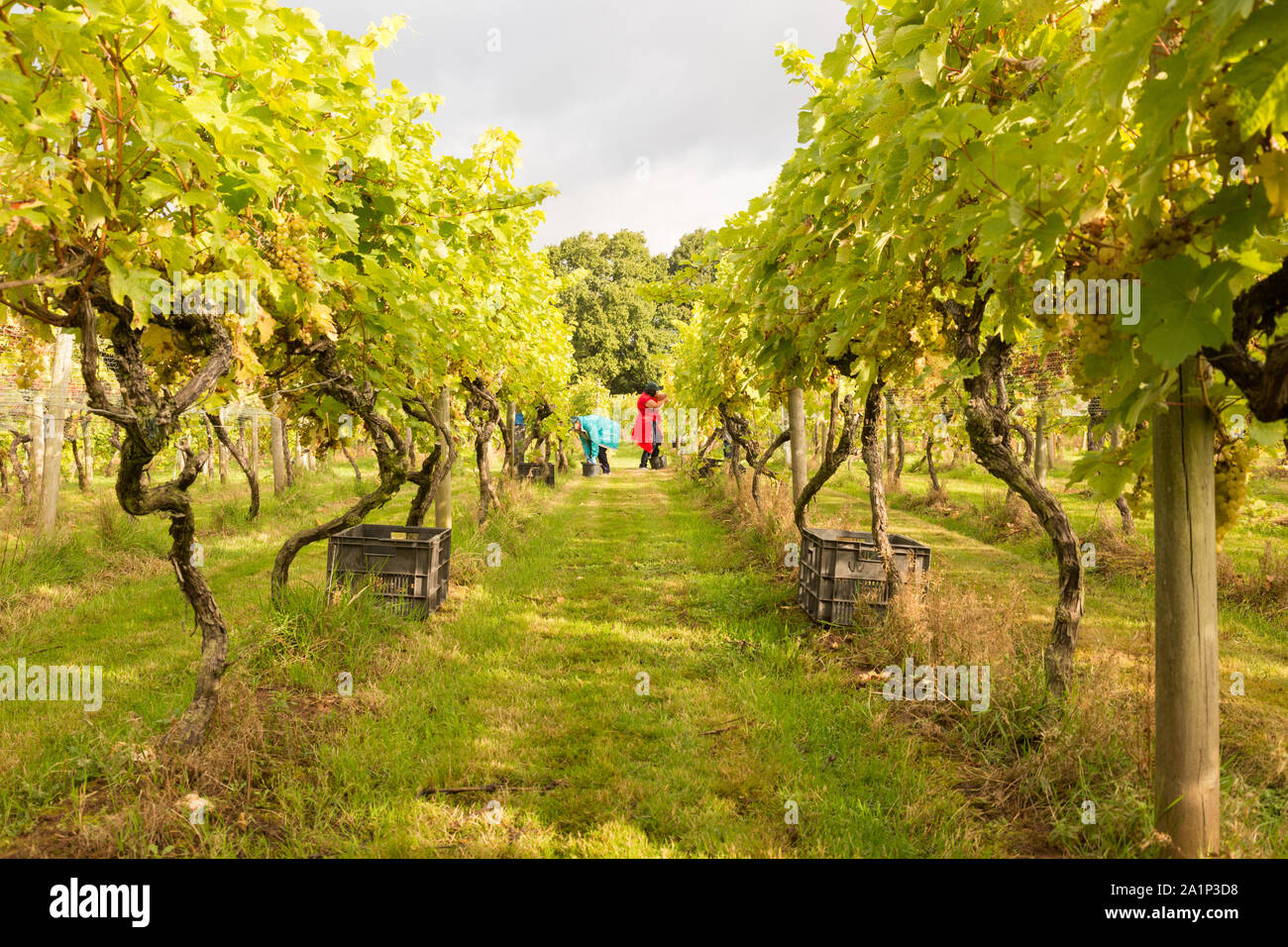 Astley, Worcestershire, UK. 28th September 2019. Volunteers begin the annual grape harvest at Astley Vineyard near Stourport-on-Severn, Worcestershire. One of Britain's oldest and most northerly vineyards, the family-run Astley Vineyard was established in 1971 and is a single estate. Its estate bottling plant is expected to produce around 10,000 bottles. The volunteers are currently picking the Madeleine Angevine - an almost UK exclusive grape variety. Peter Lopeman/Alamy Live News Stock Photo