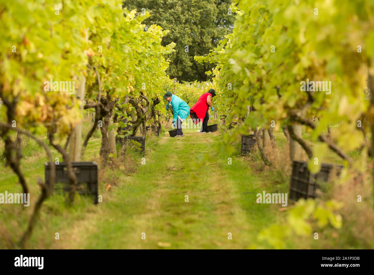Astley, Worcestershire, UK. 28th September 2019. Volunteers begin the annual grape harvest at Astley Vineyard near Stourport-on-Severn, Worcestershire. One of Britain's oldest and most northerly vineyards, the family-run Astley Vineyard was established in 1971 and is a single estate. Its estate bottling plant is expected to produce around 10,000 bottles. The volunteers are currently picking the Madeleine Angevine - an almost UK exclusive grape variety. Peter Lopeman/Alamy Live News Stock Photo