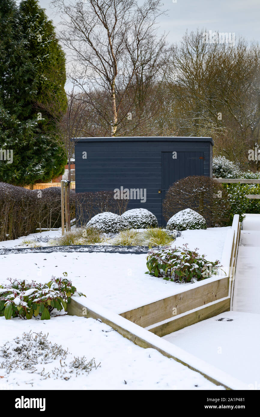 Stylish, contemporary design, landscaping & planting (topiary) on wooden raised bed by blue shed - snow covered winter garden, Yorkshire, England, UK. Stock Photo