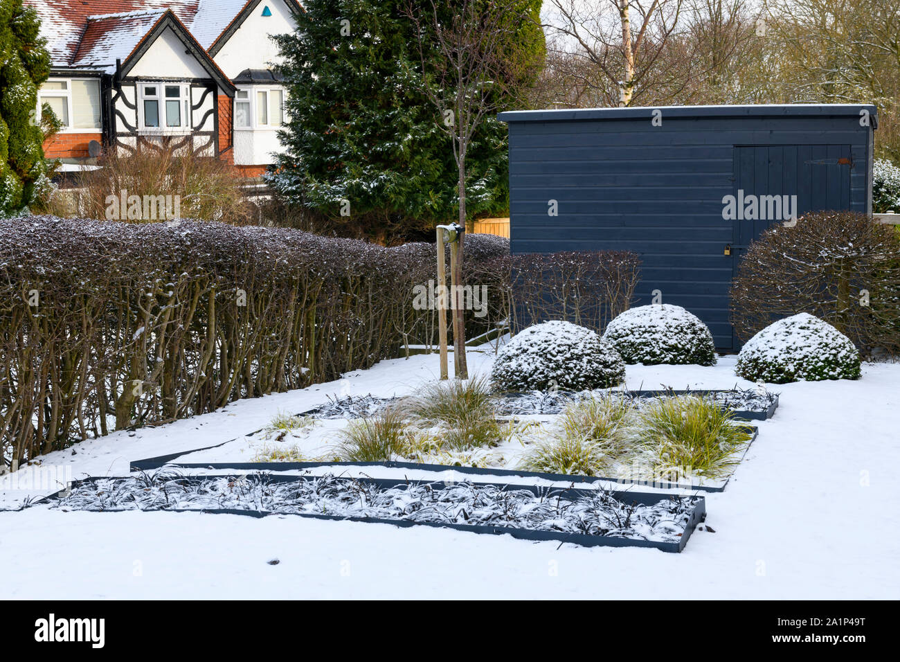 Stylish, contemporary design, landscaping & planting (grasses & yew) in sunken beds by blue shed - snow covered winter garden, Yorkshire, England, UK. Stock Photo
