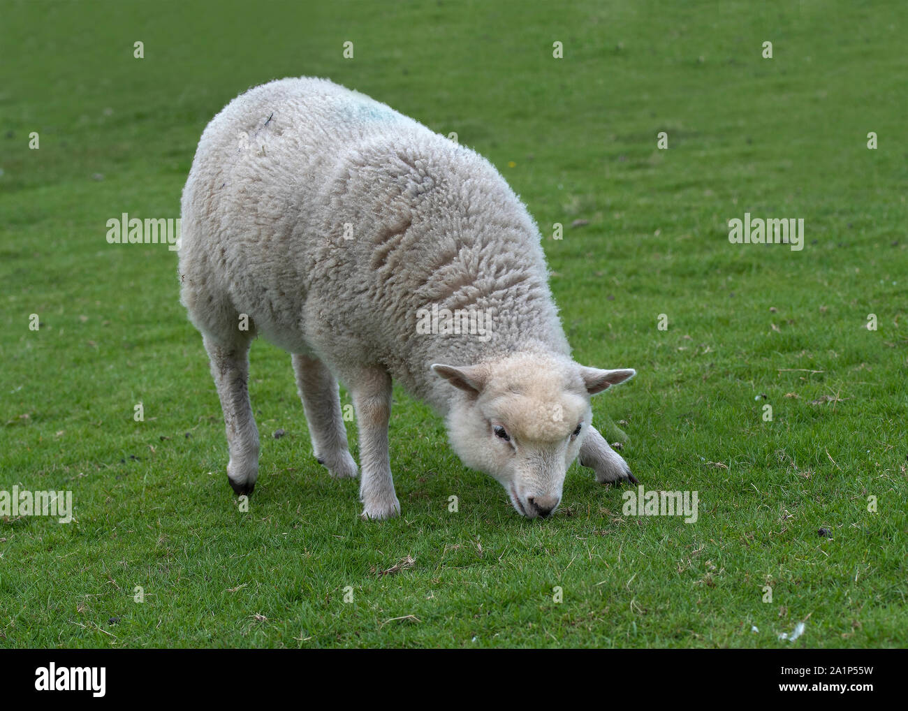 Domestic sheep (Orvis Domestic), Hermaness NNR, Unst, Shetland Stock Photo