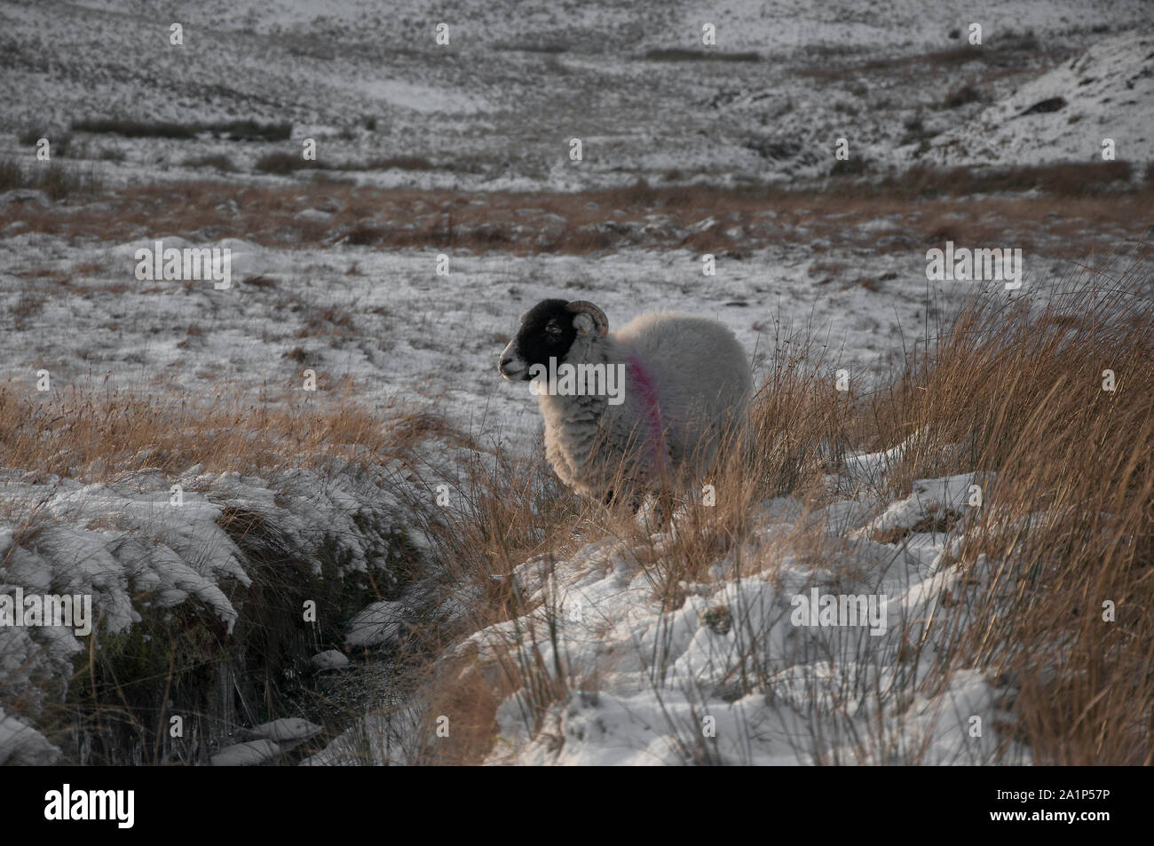 Domestic sheep (Orvis Domestic)in winter, Swaledale, lake District, England Stock Photo