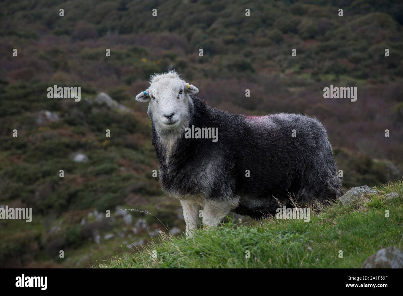 Domestic sheep (Orvis Domestic), Dumfries and Galloway Stock Photo