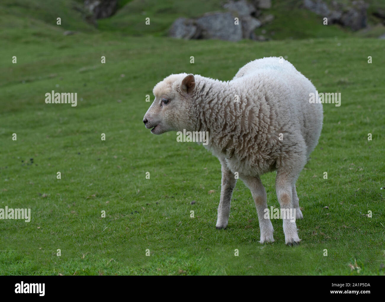 Domestic sheep (Orvis Domestic), Hermaness NNR, Unst, Shetland Stock Photo