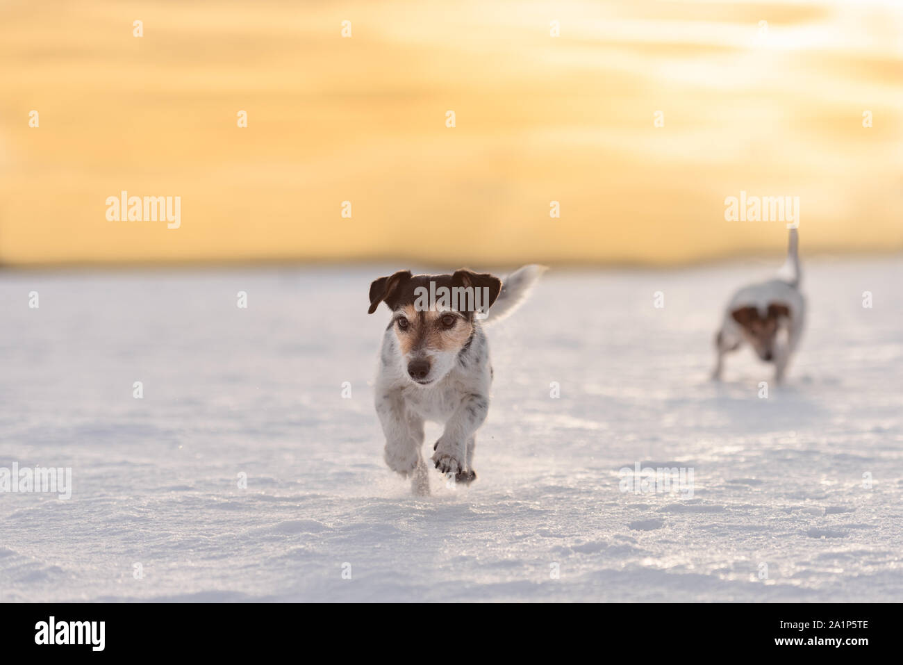 Cute Jack Russell Terrier dog is running fast in a atmospheric sunrise Stock Photo
