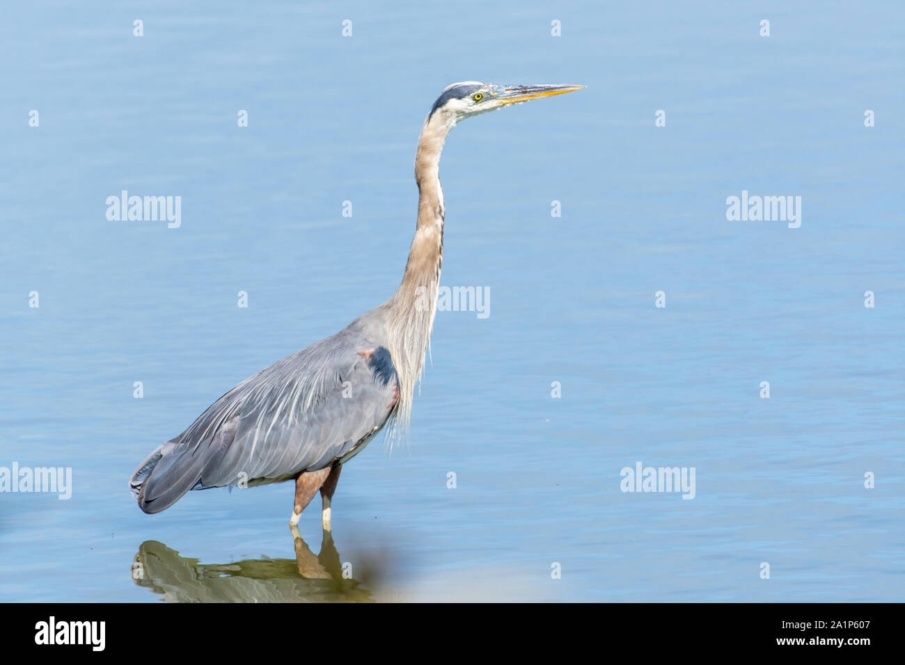 Great Blue Heron's face in the sunshine close up standing wading in the calm waters in Canada looking and hunting for a fish (ardea herodias). Stock Photo