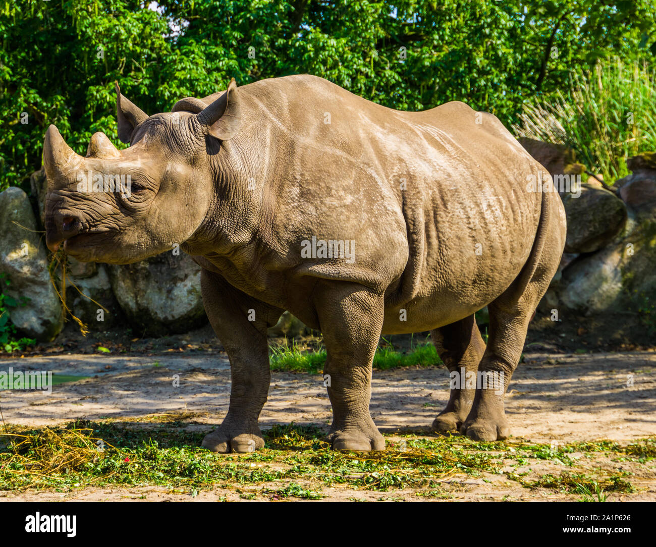 closeup of a black rhinoceros eating grass, critically endangered animal specie from Africa Stock Photo - Alamy closeup of a black rhinoceros eating grass, critically endangered animal specie from Africa Stock Photo - Alamy