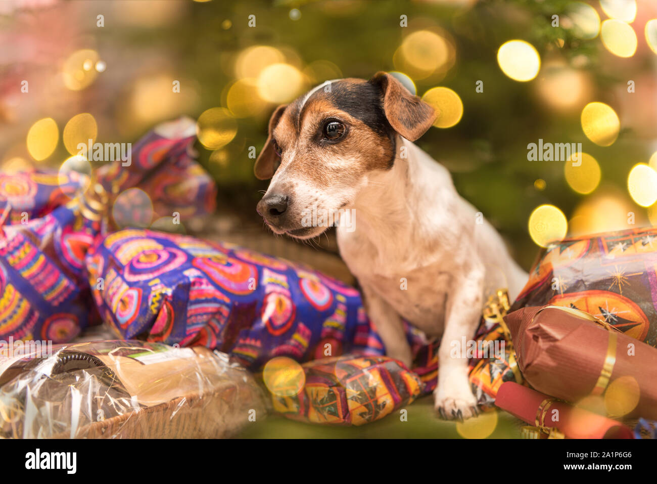 Jack Russell Terrier 11 Years Old Dog Is Standing At The Christmas Eve In Front Of A Christmas Tree With Many Gifts Stock Photo Alamy