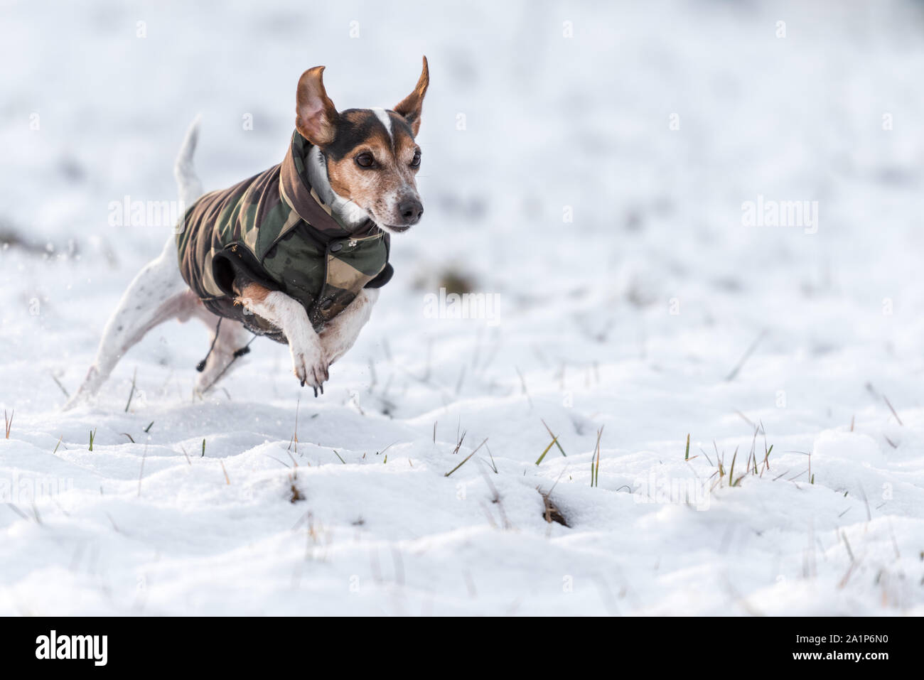 small dog runs over a meadow in the snow in winter and wears a warm coat - Cute Jack Russell Terrier hound, 11 years old, hair type smooth Stock Photo