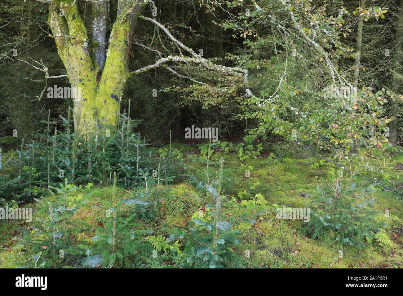 Trees and undergrowth Stock Photo Alamy