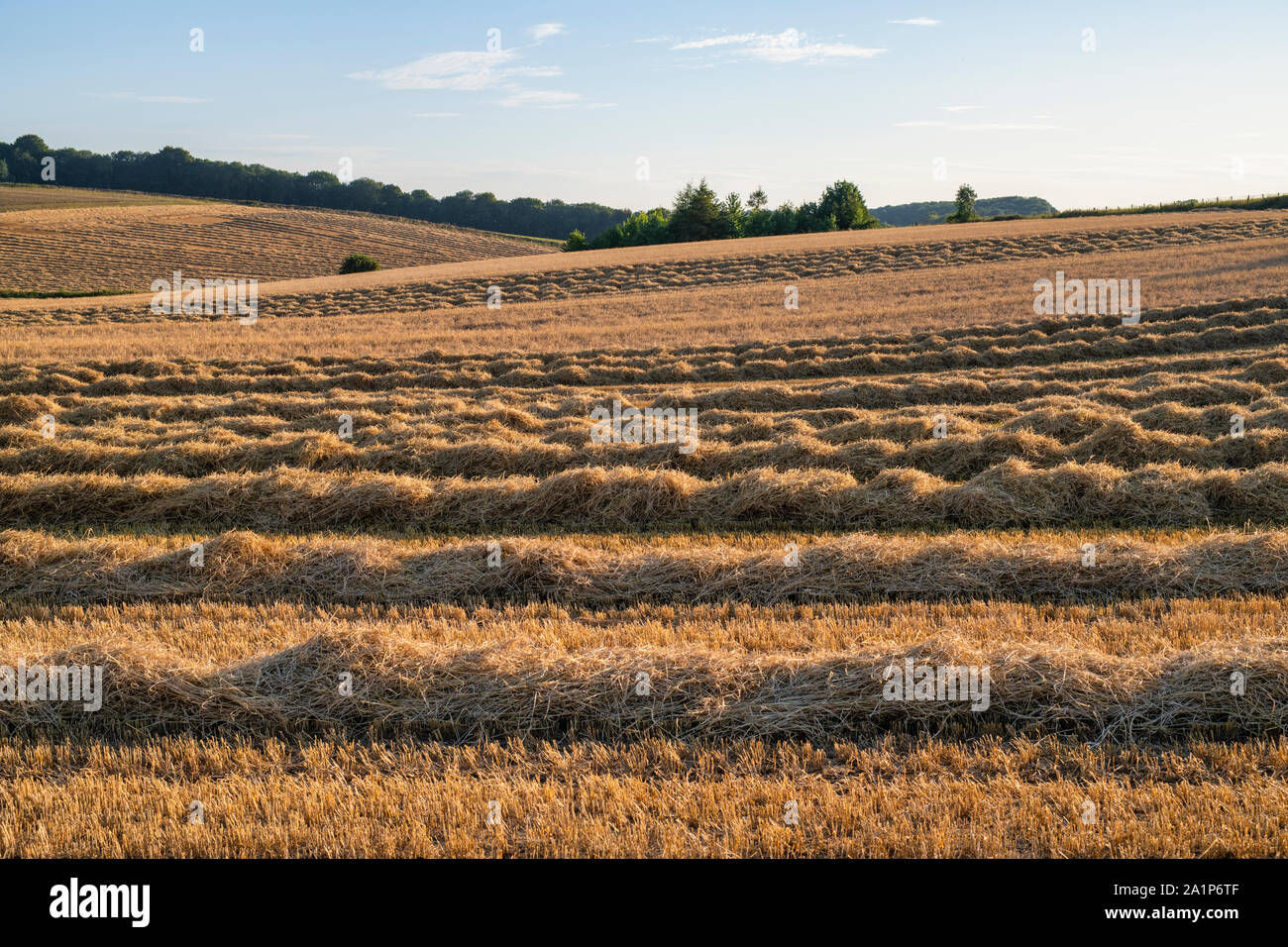 Cut barley fields in the English countryside. Near Snowshill, Cotswolds, Gloucestershire, England Stock Photo