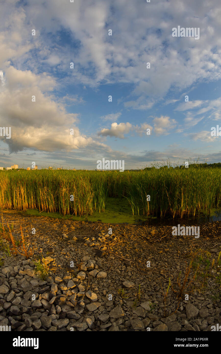 Reeds on the lake in sunlight. Fish eye lens Stock Photo Alamy