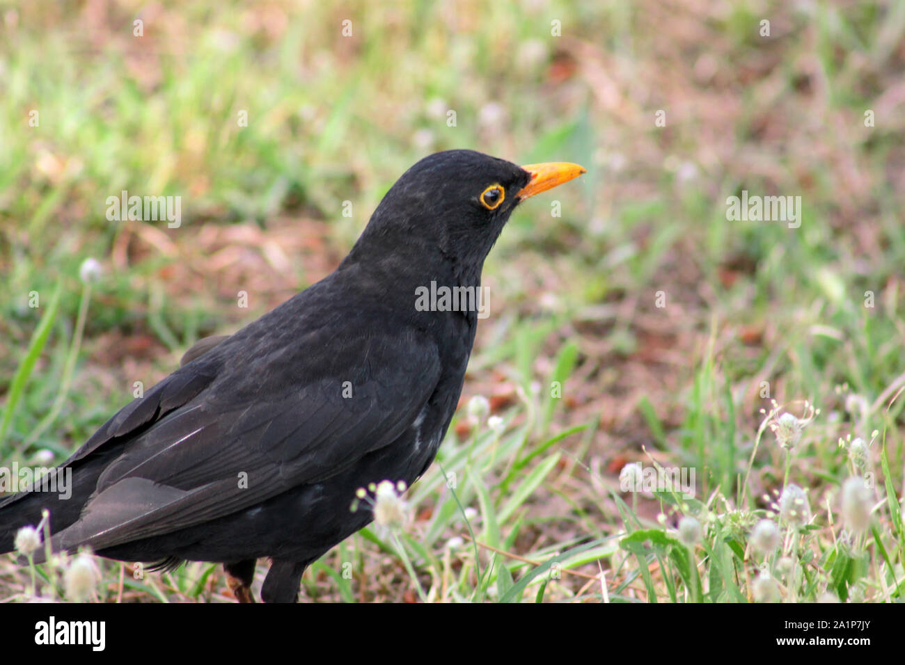 Merle Noir Stock Photos Merle Noir Stock Images Alamy