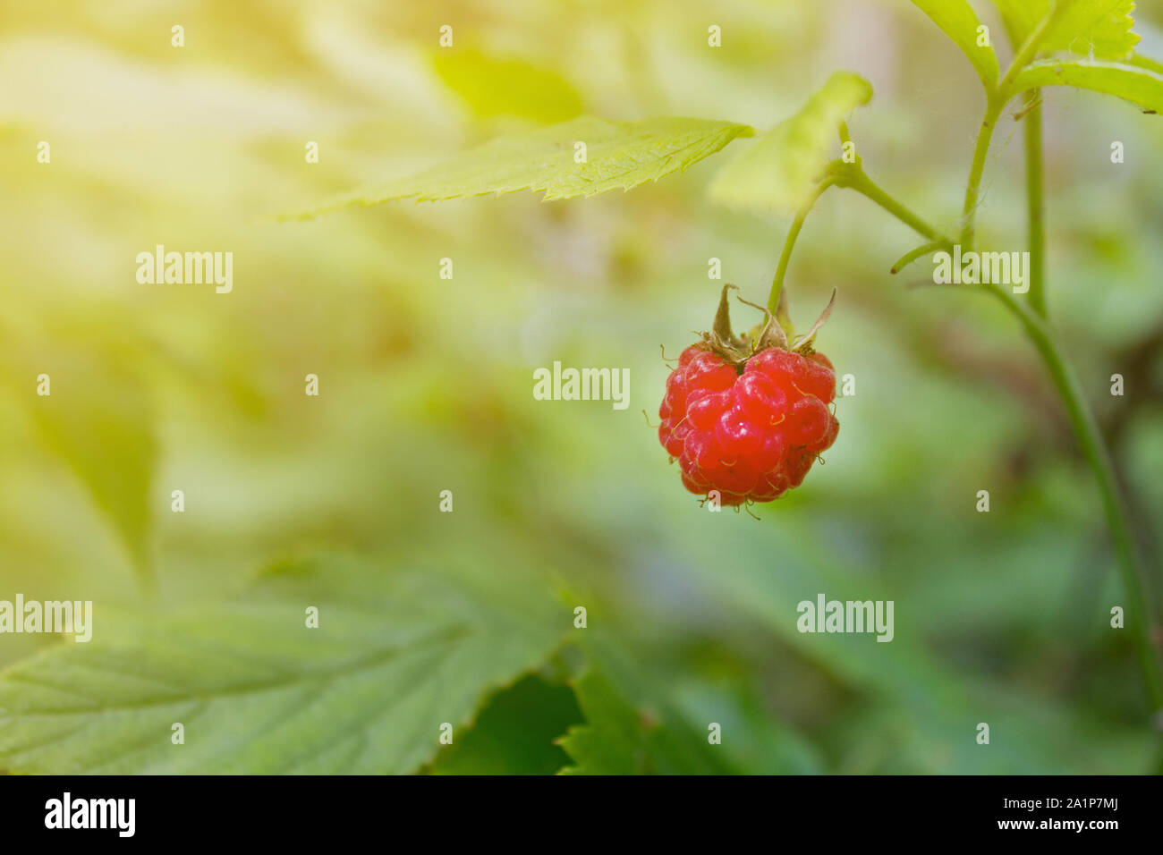 Uncultivated wild raspberries in forest. Rape and unrape berries Stock ...