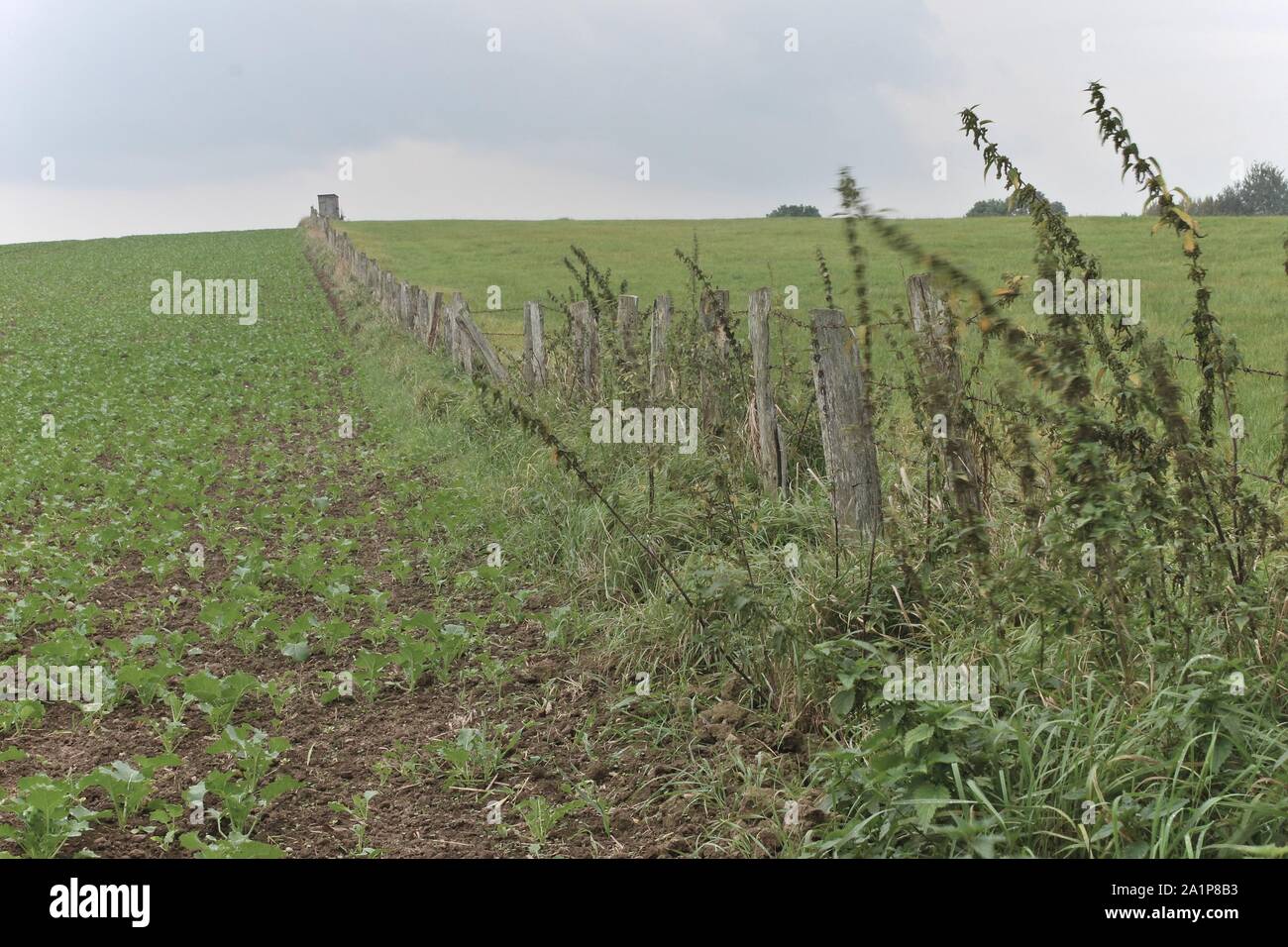 Old fence growing plants hi-res stock photography and images - Alamy