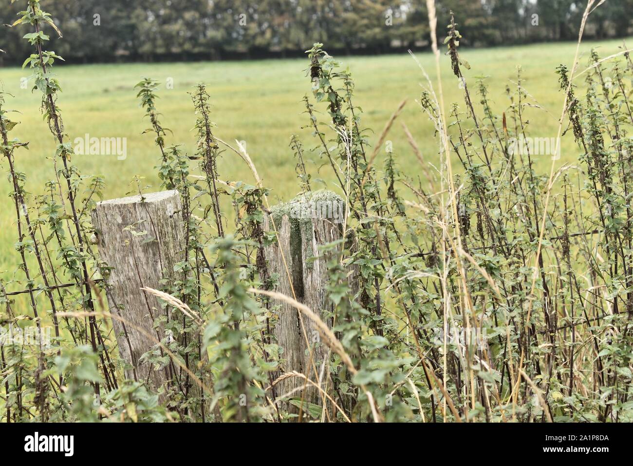 Details of an old fence with high grown stinging nettles Stock Photo