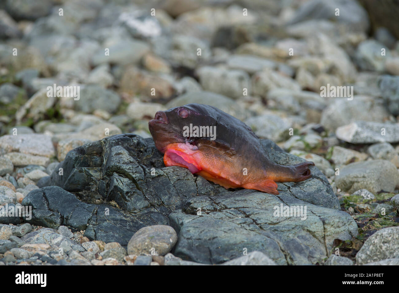 Dead lumpsucker (Cyclopterus lumpus), male, Unst, Shetland Stock Photo