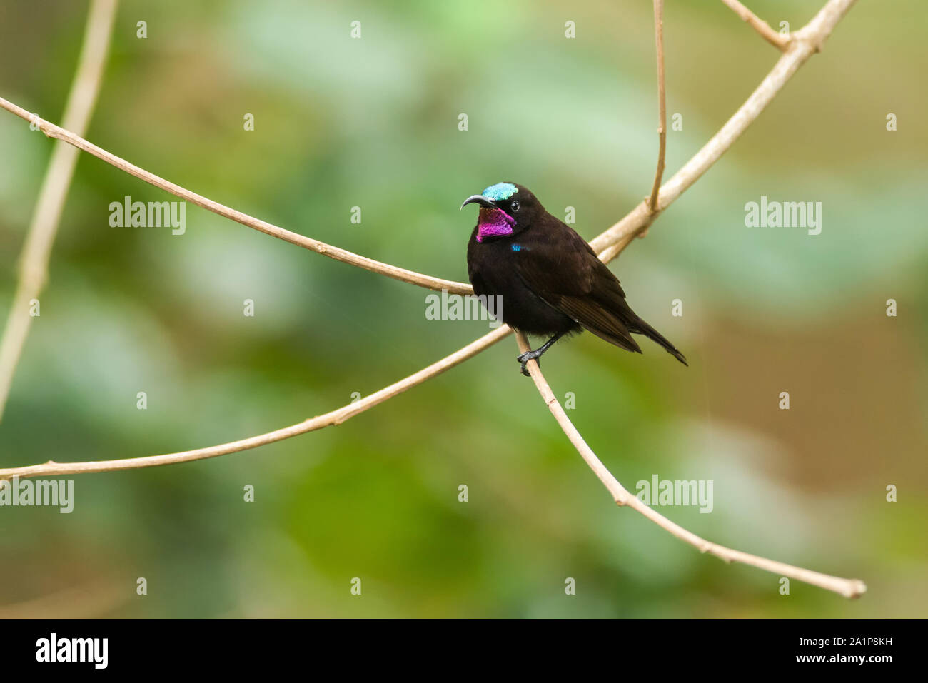 Male Amethyst or Black Sunbird (Chalcomitra amethystina) perched on branch, Kenya Stock Photo