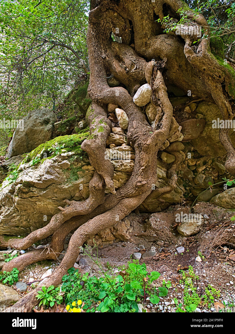 Tree trunk and  big tangled roots above ground and around rocks. Stock Photo
