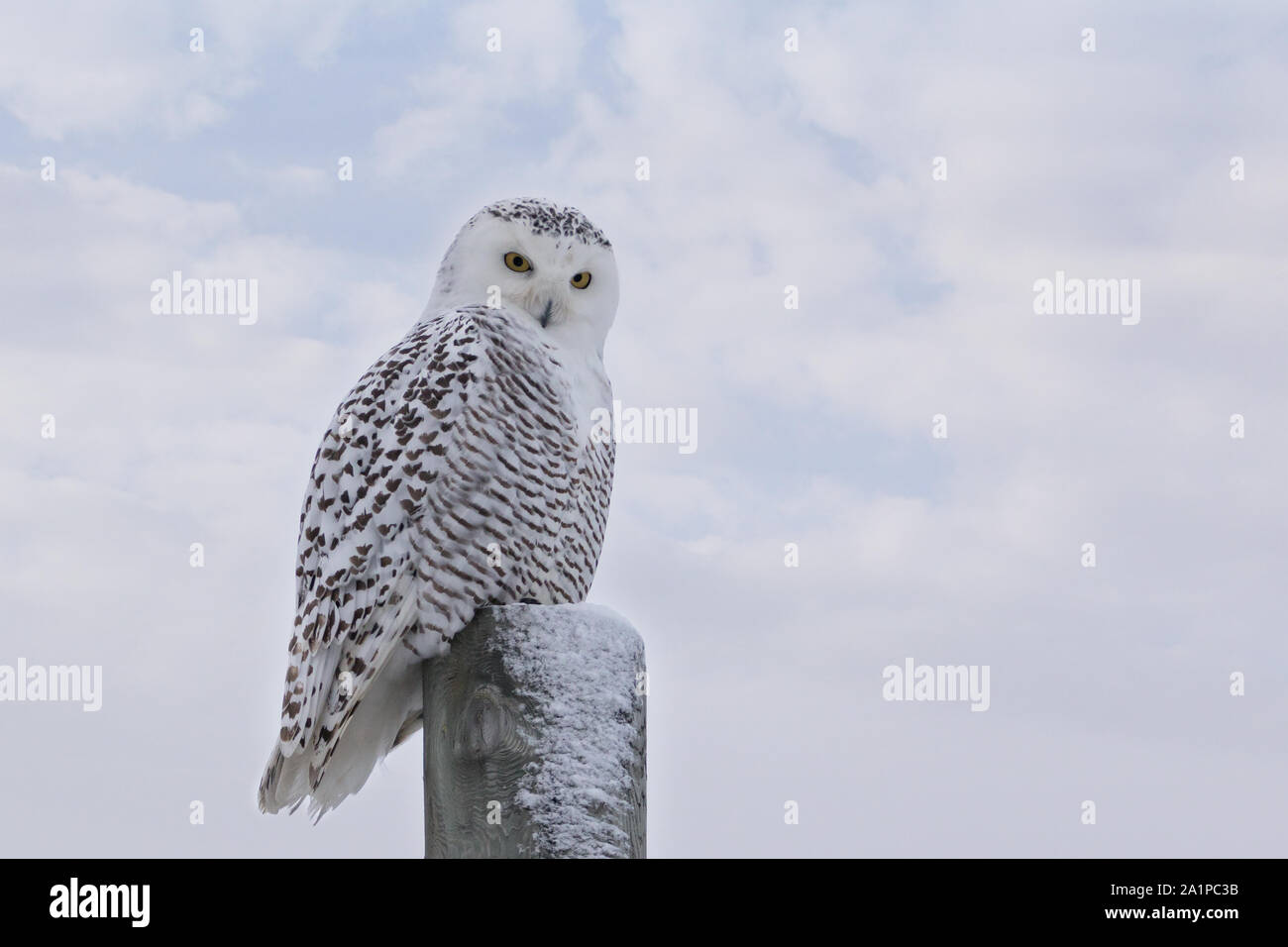 Close up of staring Snowy Owl on post against white clouds in blue sky Stock Photo