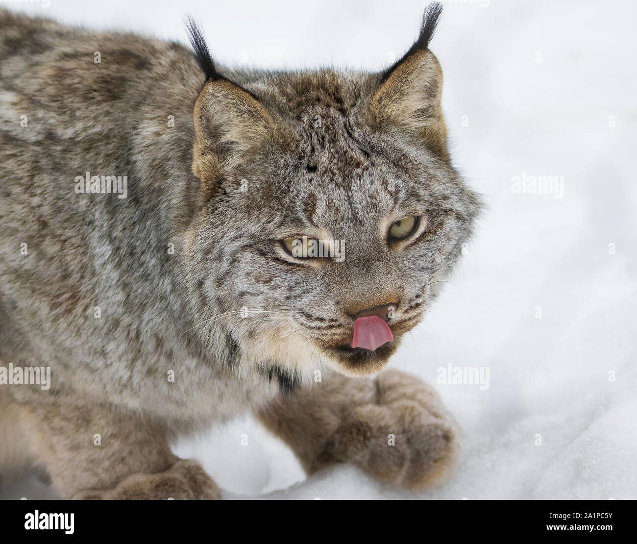 Canada Lynx wild cat closeup Stock Photo Alamy