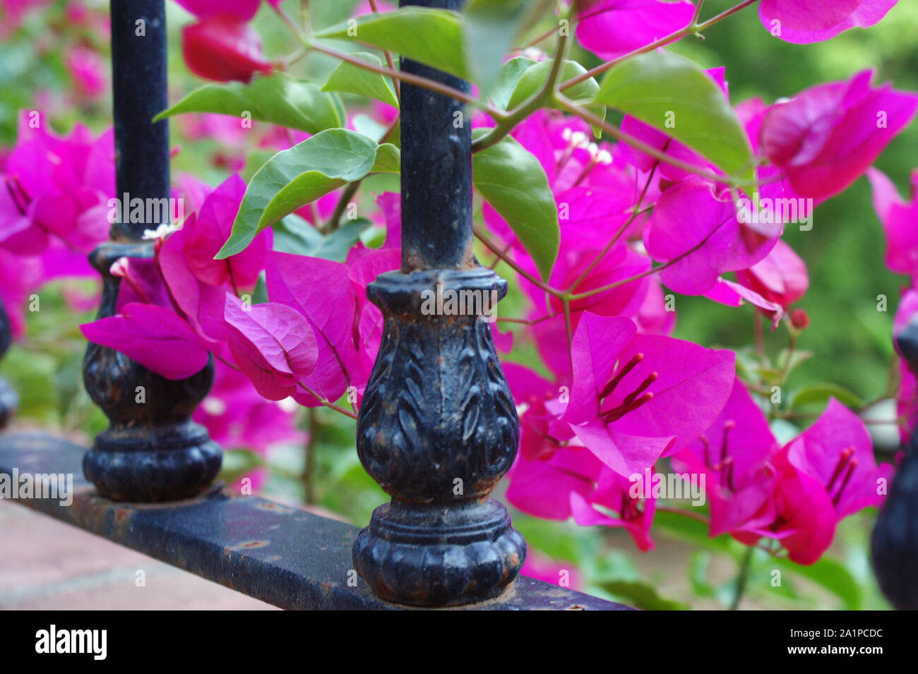 Beautiful pink fuchsia bougainvillea between a black wrought iron railing Stock Photo