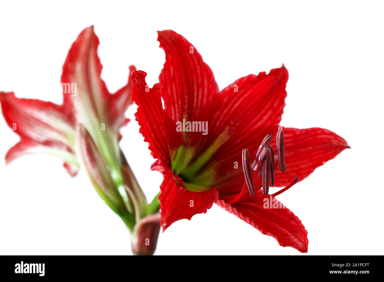 Closeup of a beautiful red flower called mother-in-law and daughter-in-law Stock Photo
