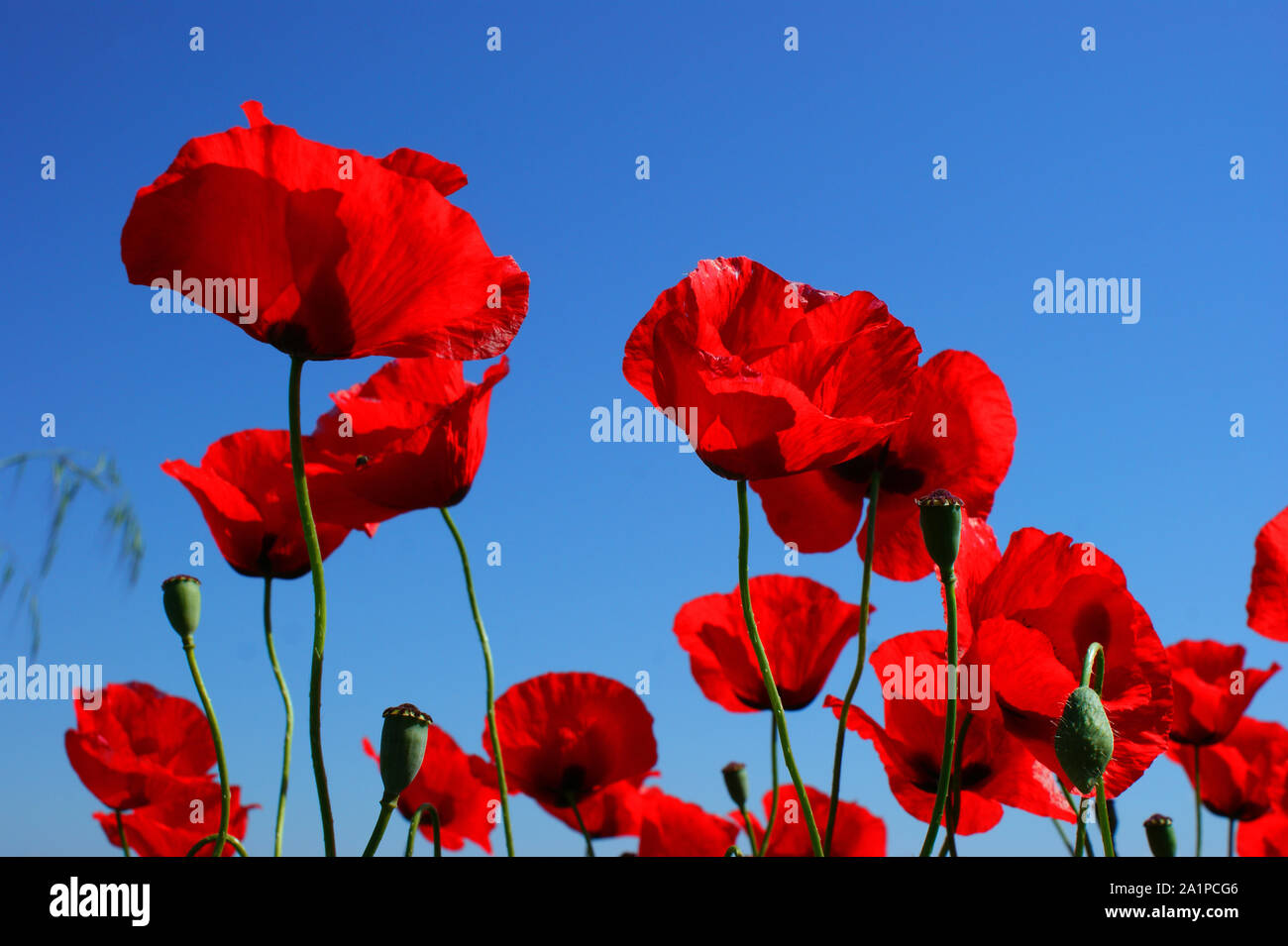 Poppy painting hi-res stock photography and images - Alamy