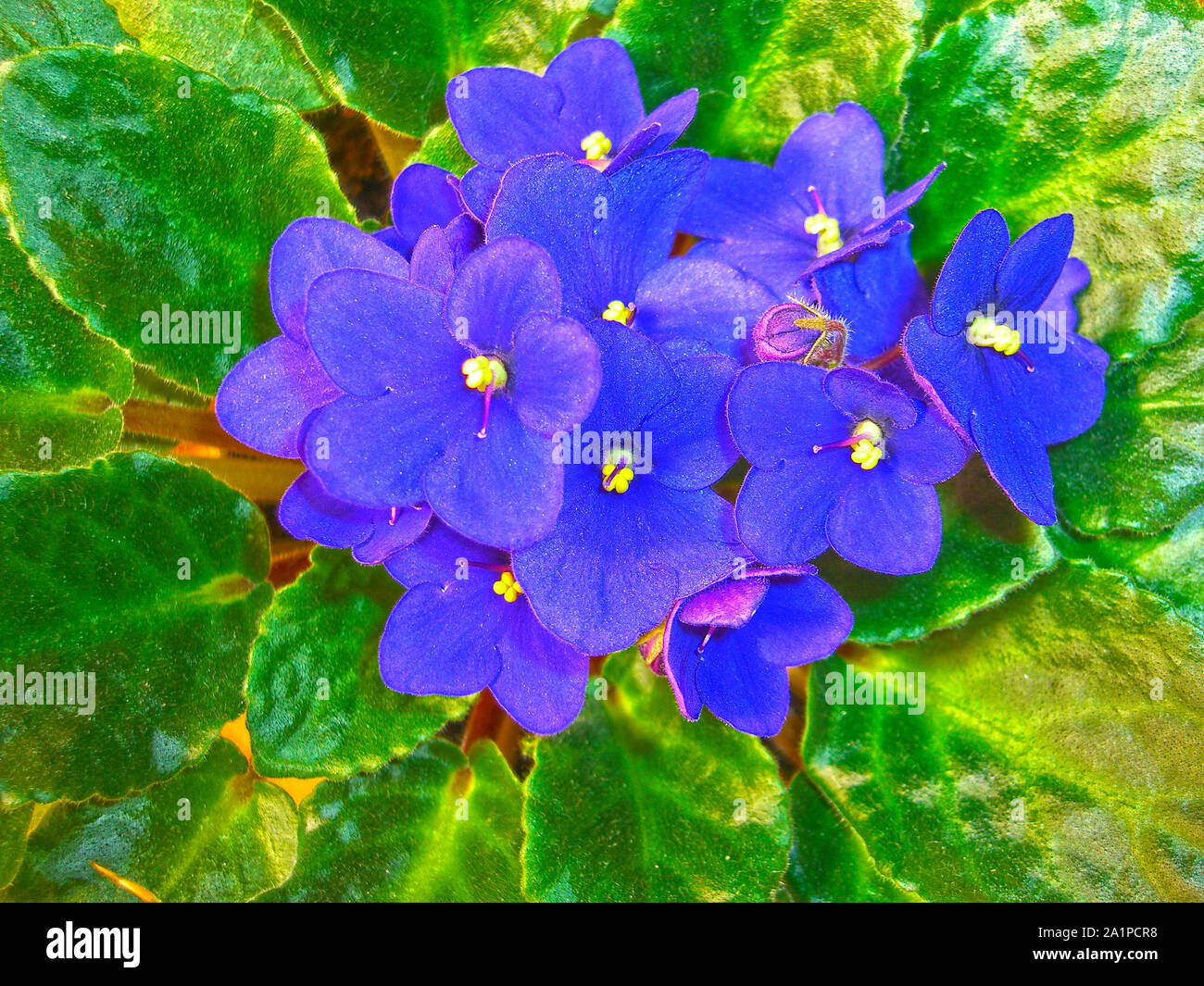 Purple beautiful pansy flowers on green leaves Stock Photo