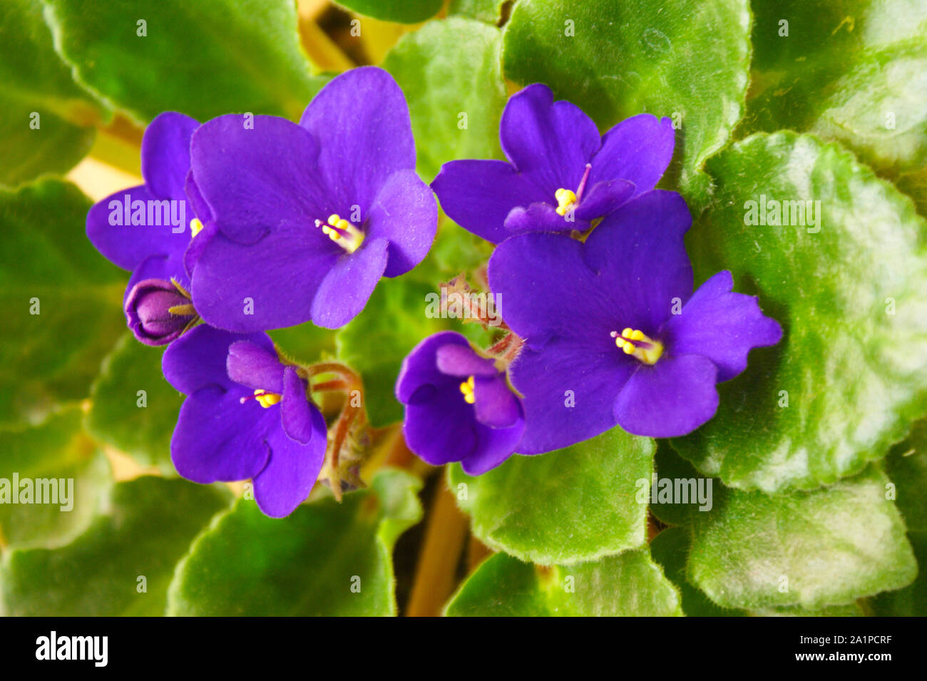 Purple beautiful pansy flowers on green leaves Stock Photo