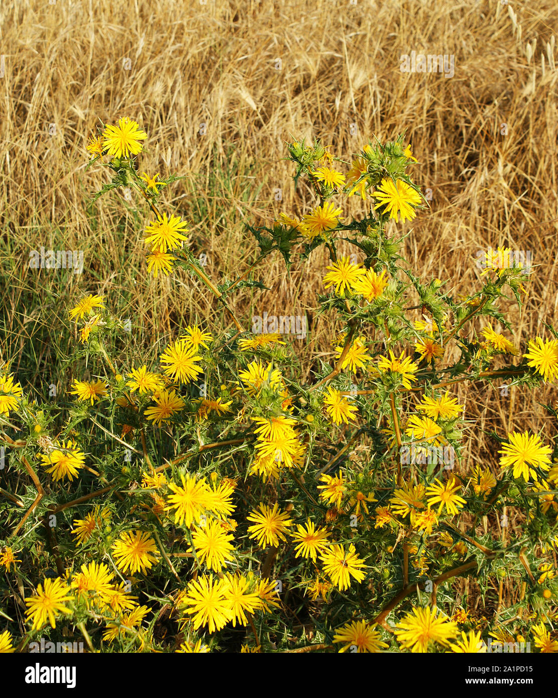 Yellow thistle flowers Stock Photo Alamy