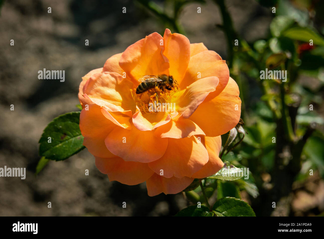 Jolly Bee High Resolution Stock Photography and Images - Alamy