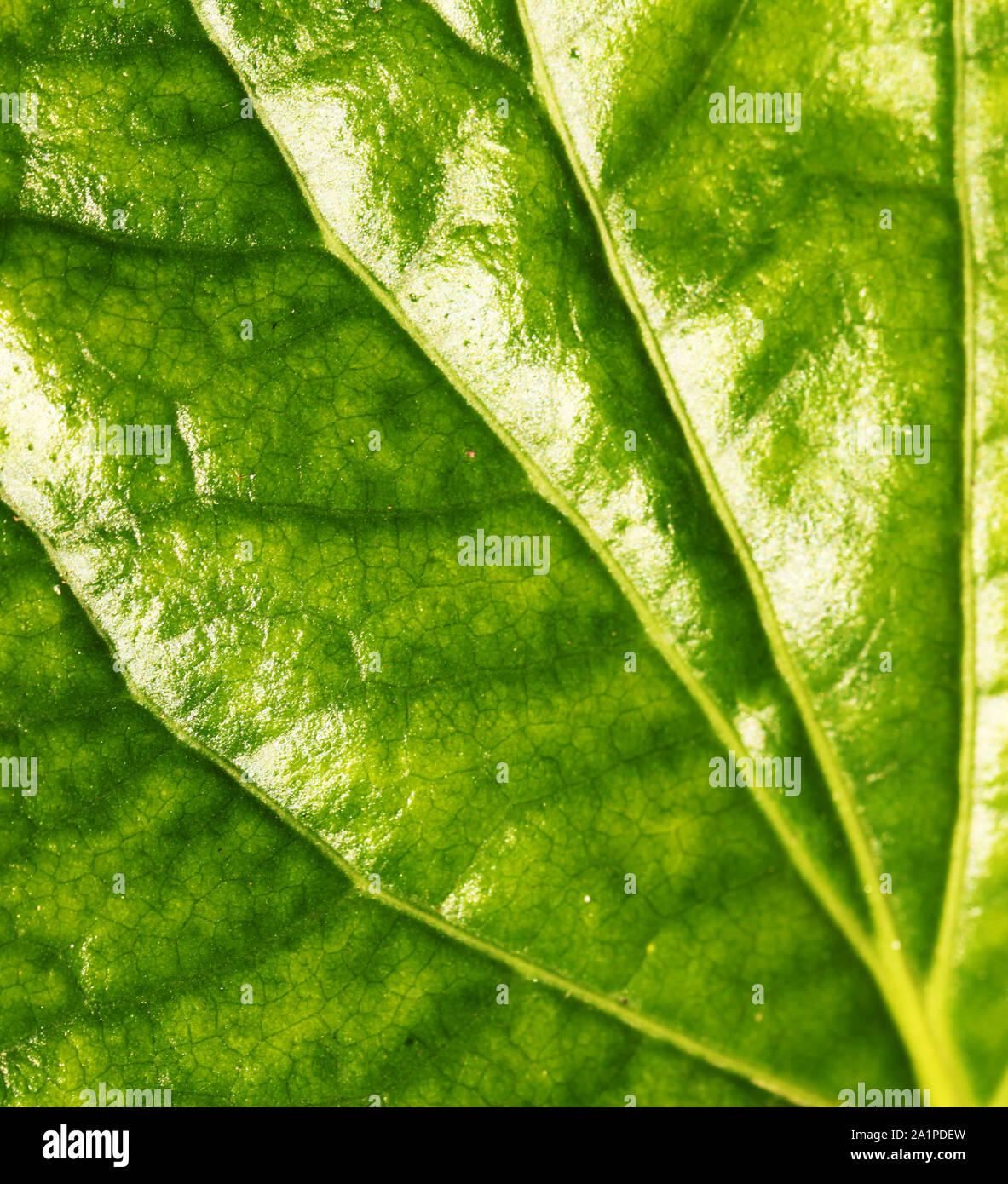 Close up of a Green leaf Stock Photo - Alamy